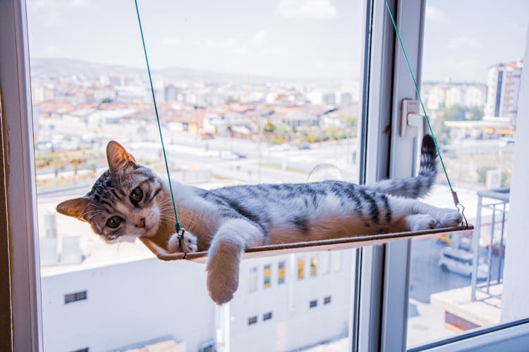 Photo Of Cat Laying On A Hammock