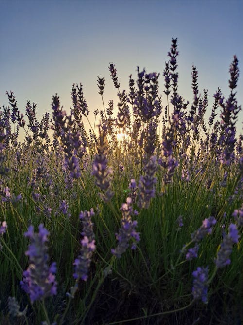 Lavender Flowers on the Field