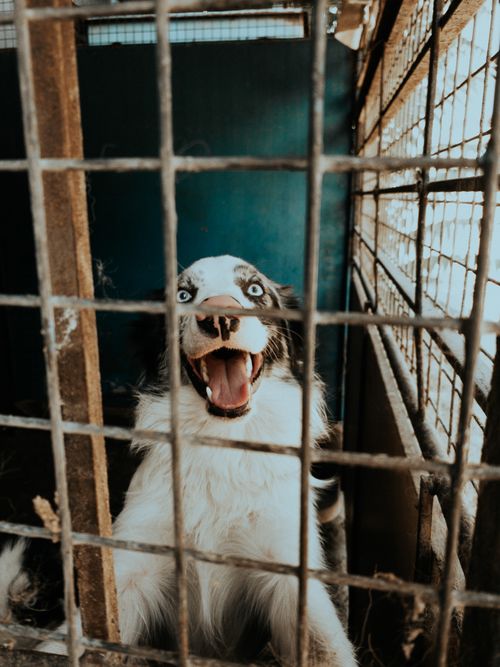 Free A joyful dog with blue eyes peeks through a shelter cage, expressing happiness. Stock Photo