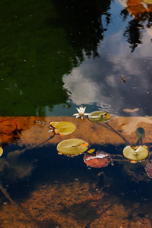 бесплатная Бесплатное стоковое фото с водное растение, Водяные лилии, лилия Стоковое фото