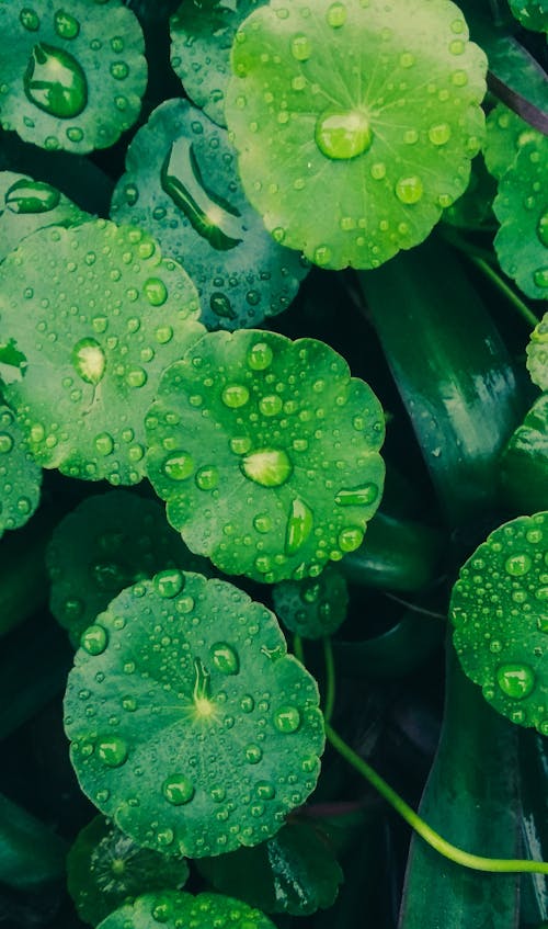 Water Droplets on Green Leaves