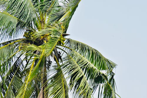 Free Coconut Tree on Daylight Stock Photo