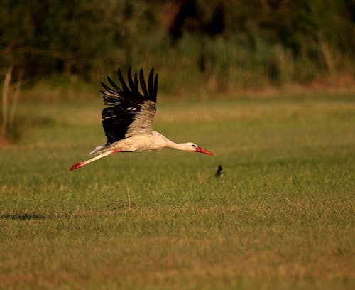 A White Stork Flying over a Grass Field