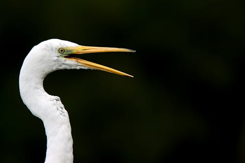 Close Up Of White Great Egret Bird