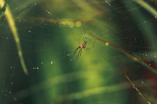 Red and Black Spider in Close Up Shot