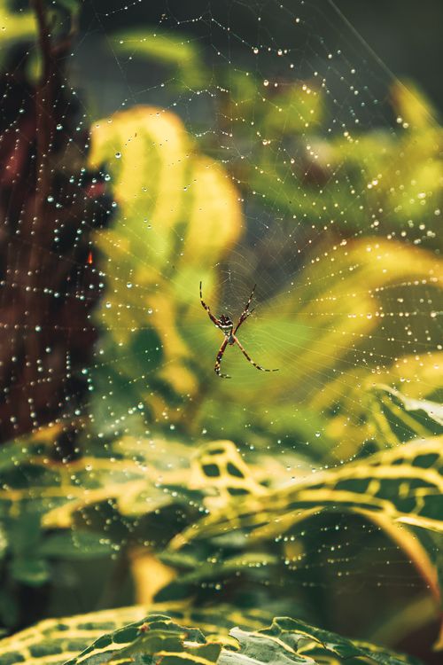 Free Detailed view of a spider in its web with vibrant green foliage background, captured in Brazil. Stock Photo