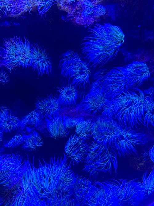 Free stock photo of aquarium, blue water