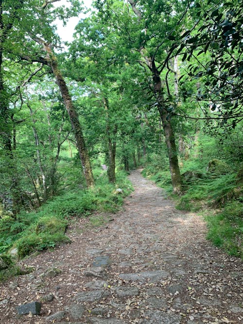 Free stock photo of dartmoor, england, green woods