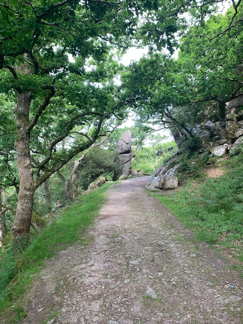 Free stock photo of dartmoor, devon, england