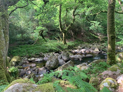 Rocky River in Between Green Trees