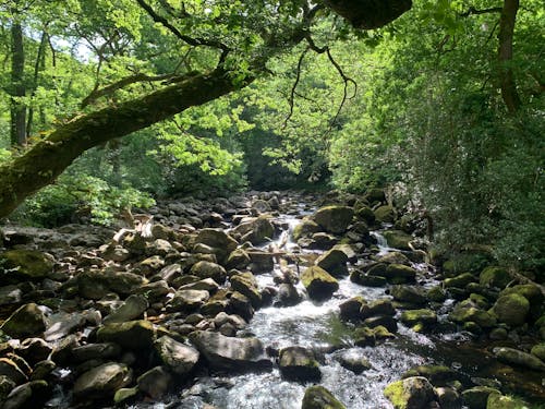 Free stock photo of dartmoor, devon, england