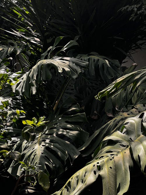 Бесплатное стоковое фото с вертикальный выстрел, листва, листья