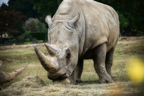 Free Rhinoceros on Green Grass Field Stock Photo
