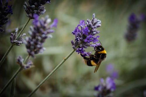 Black and Yellow Bee on Purple Flower