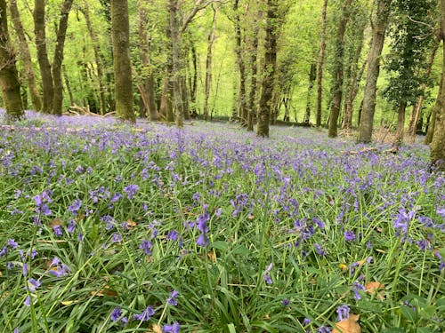 Free stock photo of blue bells, devon, england