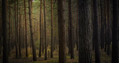 Free A tranquil view of a dense pine forest capturing natural light filtering through the trees. Stock Photo