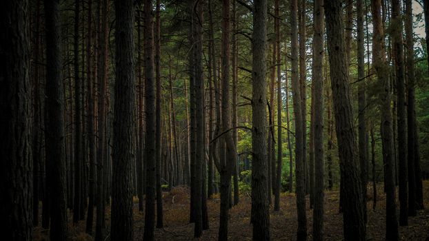 A tranquil view of a dense pine tree forest with soft natural light illuminating the scene.