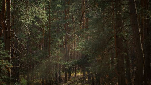 Fotobanka s bezplatnými fotkami na tému kmeň stromu, lesy, lístie