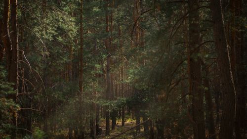 Free A peaceful view of a lush forest with sunlight filtering through the tall trees. Stock Photo