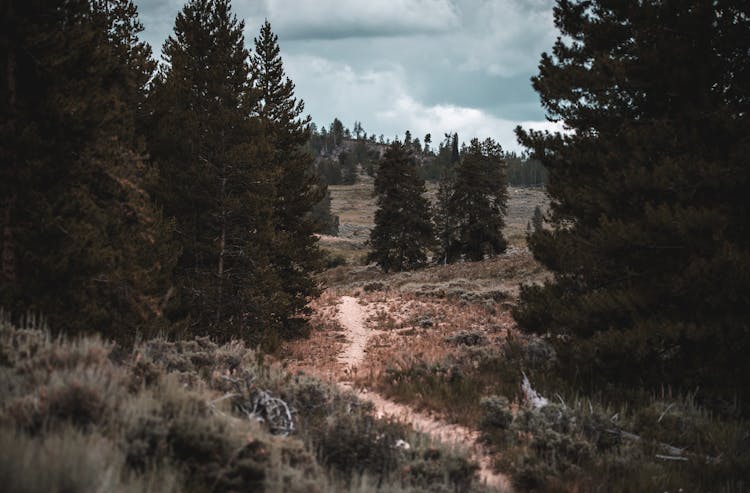 Wild Path In The Woods