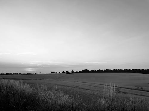Grayscale Photo of a Field