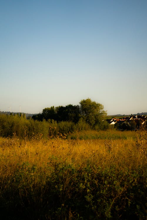 Kostnadsfri bild av blå himmel, fält, grönt gräs