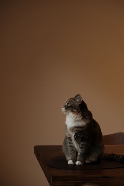 A cute brown domestic cat sitting on a wooden table, looking sideways indoors.