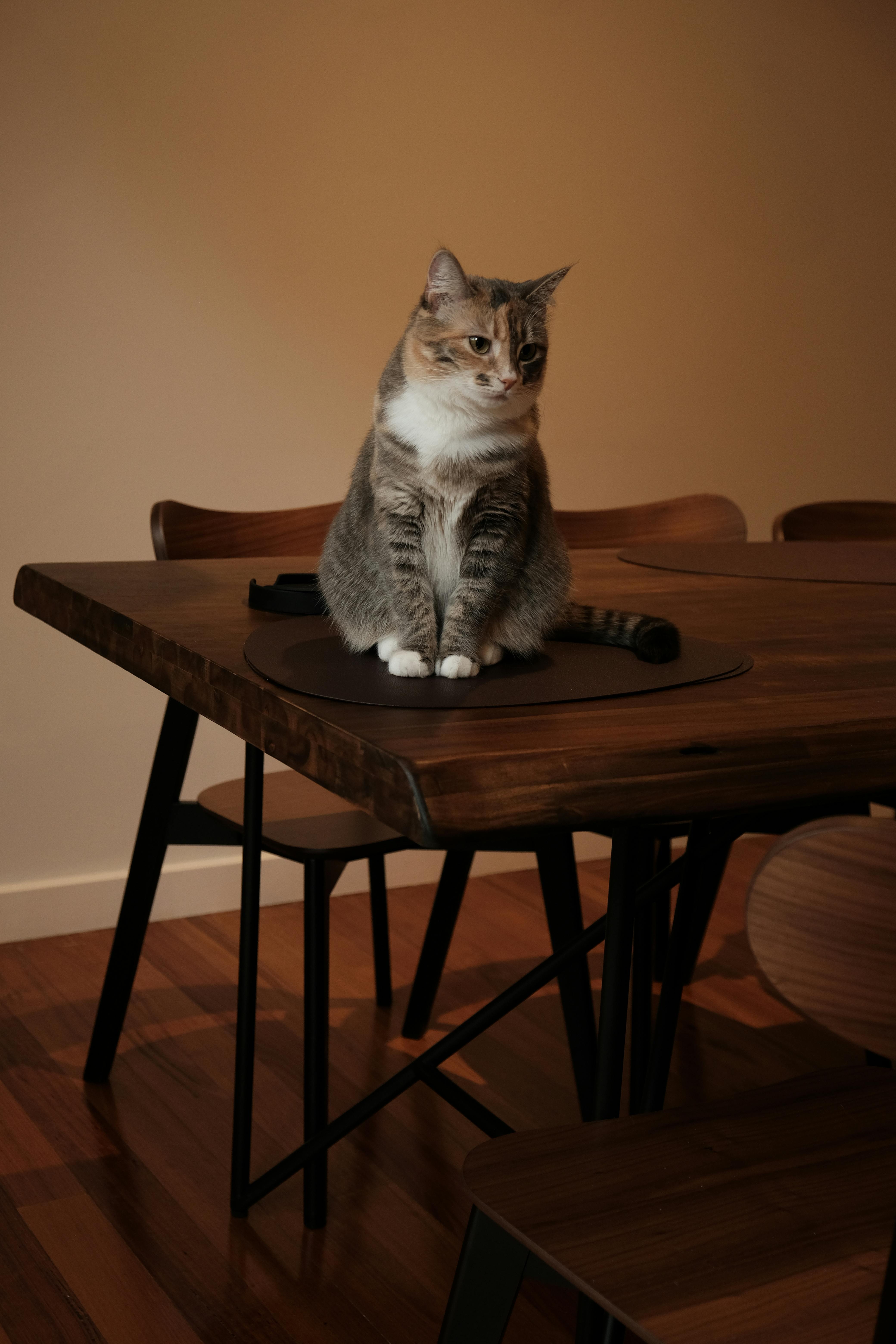 Cat sitting on top table