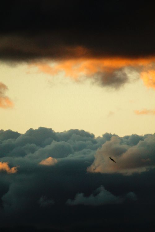 Free Stunning cloudscape at twilight with a silhouetted bird in flight, capturing nature's serenity. Stock Photo
