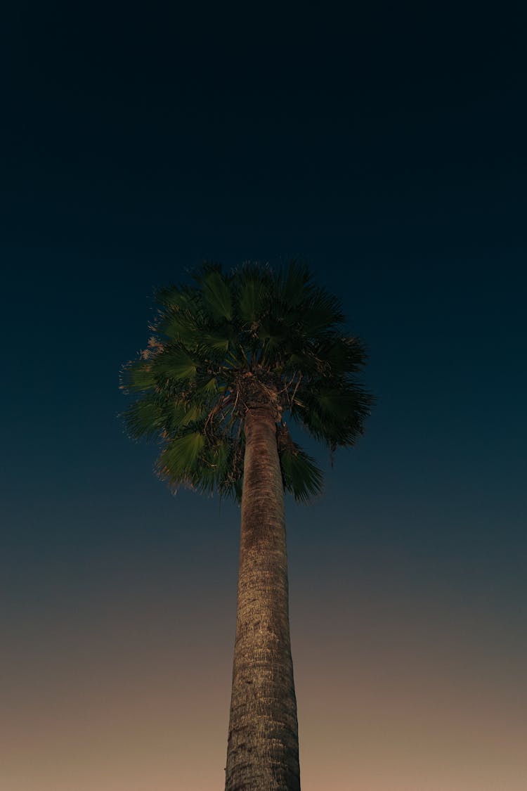 Low Angle Shot Of A Tall Tree