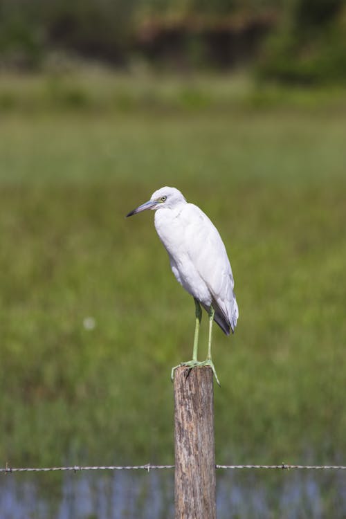 White Bird Perched on Wood