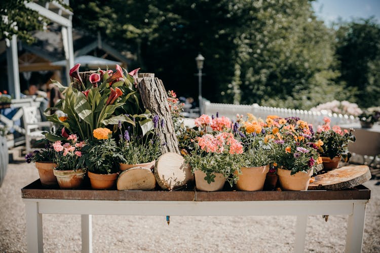 Potted Flowers On The Table