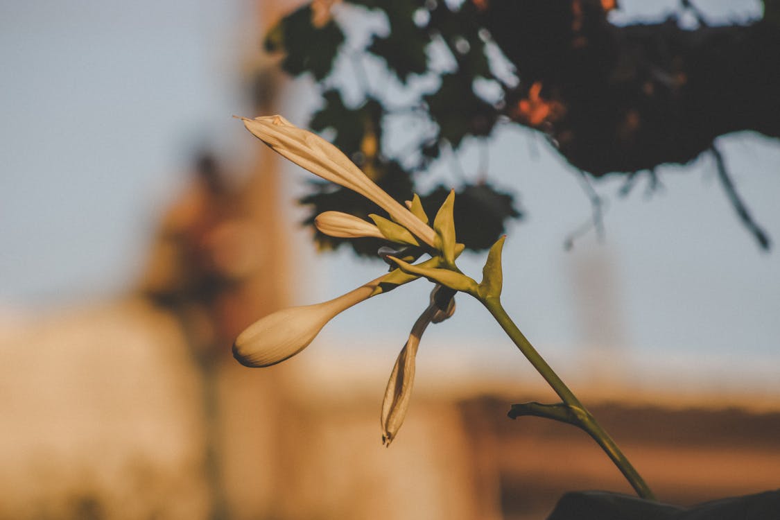 Capullo De Flor Blanca