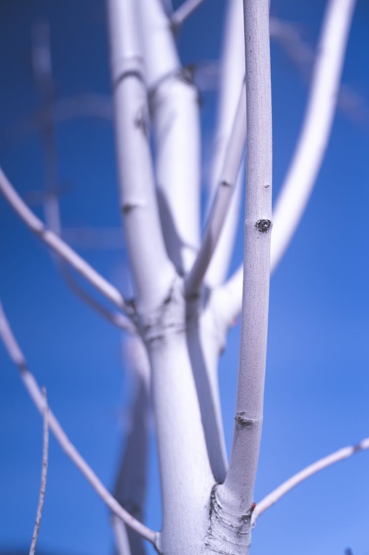 Close-up Of White Tree Branches Against Blue Sky