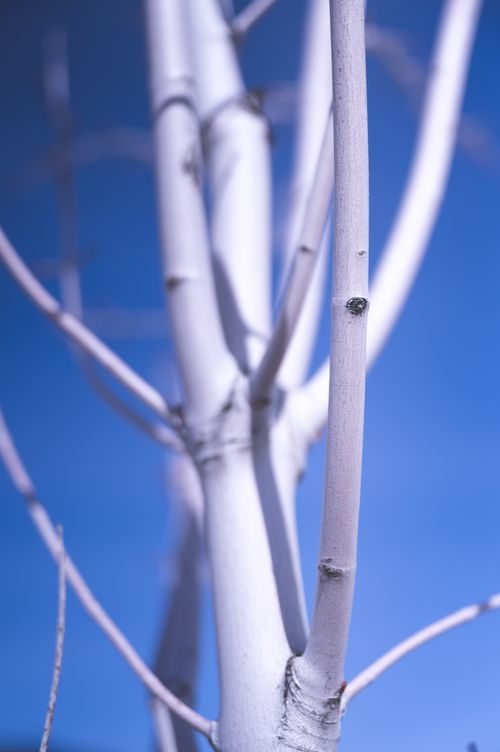 Free Artistic view of white tree branches against a clear blue sky, showcasing minimalist nature. Stock Photo