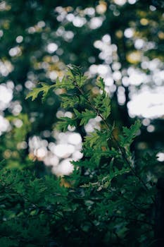 Close-up of lush green leaves with a soft bokeh background, showcasing nature's beauty and tranquility.