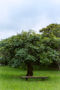 Peaceful park scene with a large tree and wooden bench on a grassy field.
