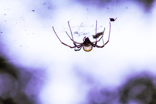 Free Dramatic close-up image of a spider hanging upside down on its web against a blurred background. Stock Photo