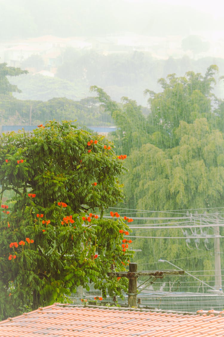 Rainfall Over Trees Near Roof