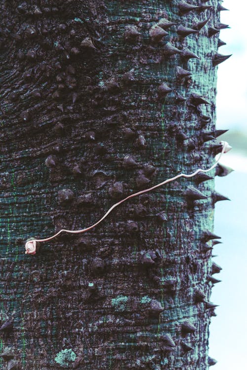 Close-up of a Spiny Tree Trunk