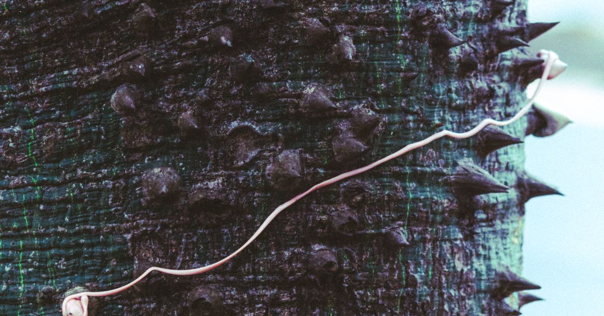 Spiny Tree Close-up of a Spiny Tree Trunk · Free Stock Photo