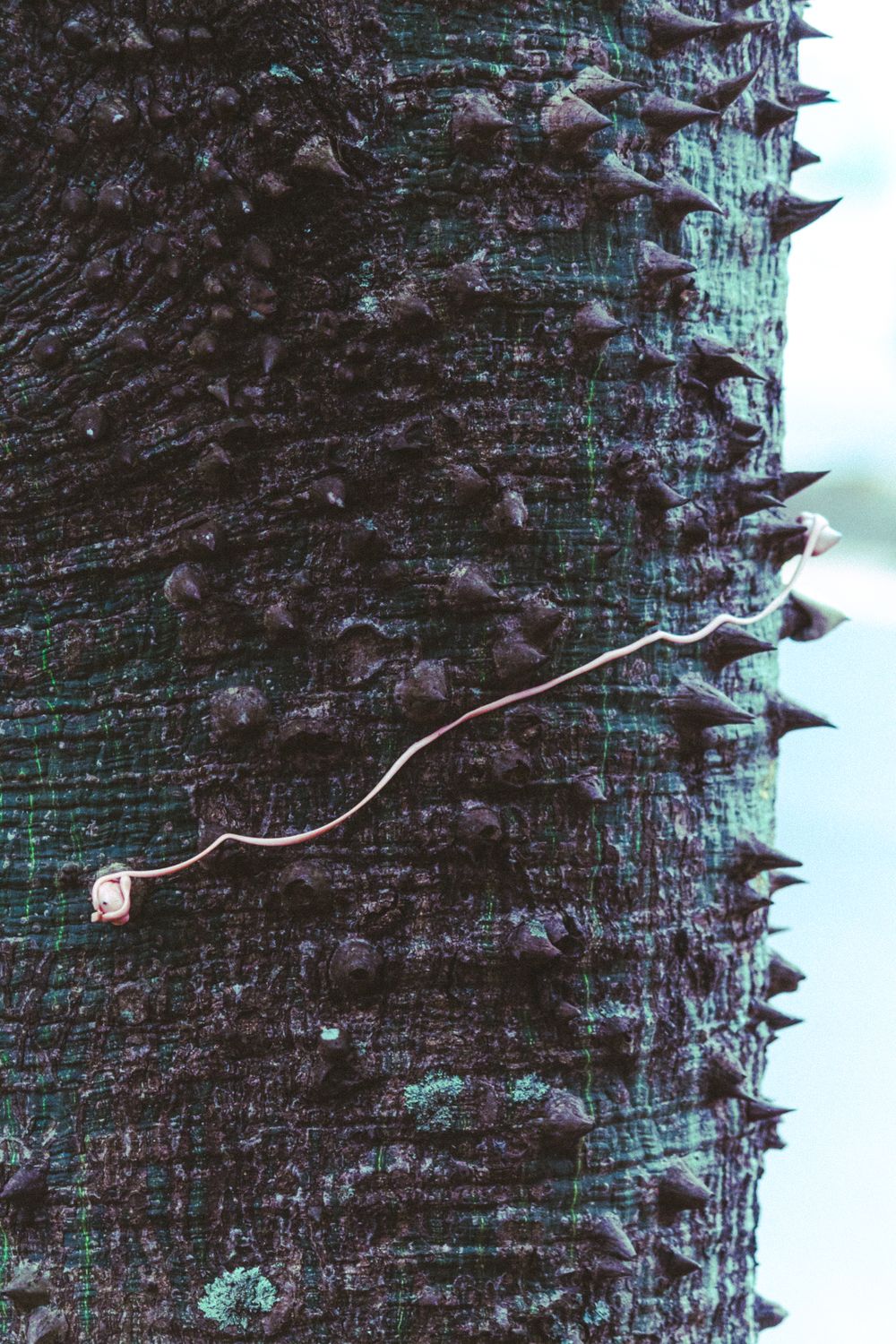 Spiny Tree Close-up of a Spiny Tree Trunk · Free Stock Photo