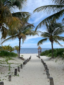 Discover a serene beach pathway lined with palm trees leading to a tranquil ocean view.