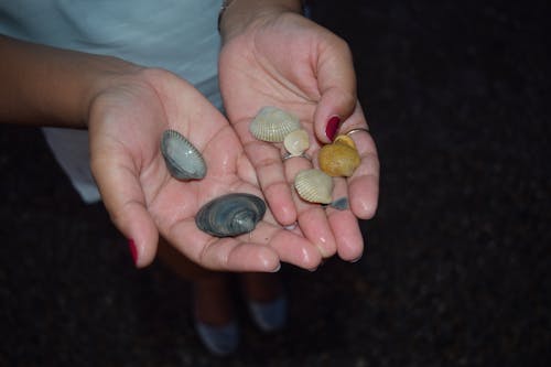 Free stock photo of sea shells, tybee clean beach, tybee north beach Stock Photo