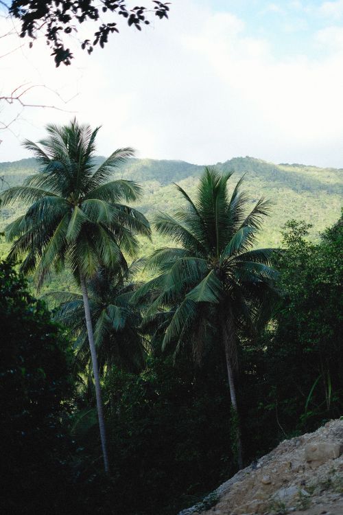 Free Scenic view of lush green landscape featuring tall coconut palm trees against a mountainous backdrop. Stock Photo
