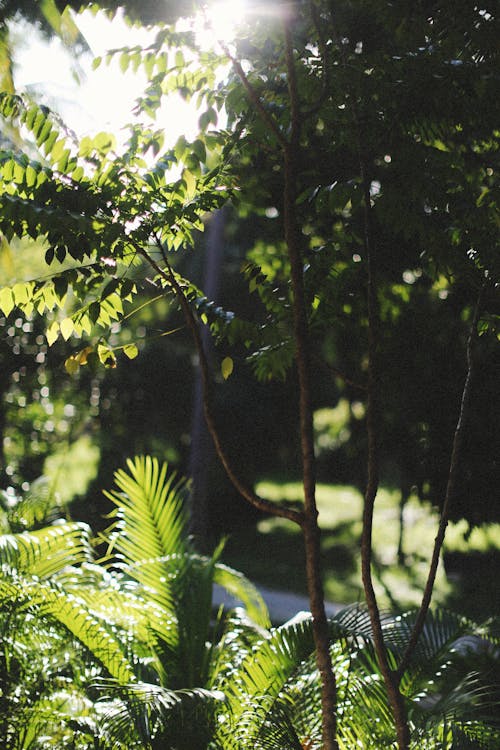 Trees with Green Leaves