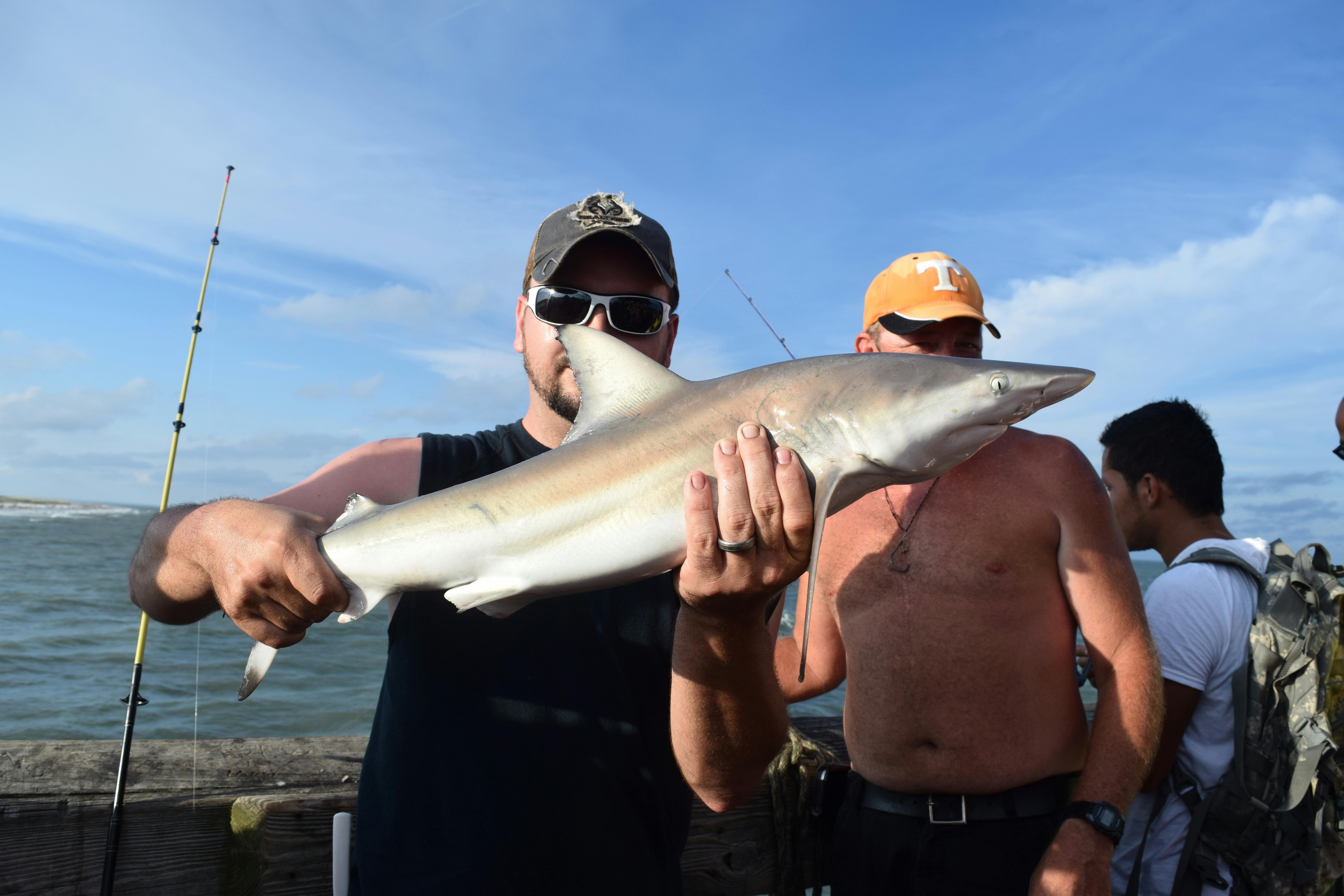 Free stock photo of fishing, fishing shark, tybee beach