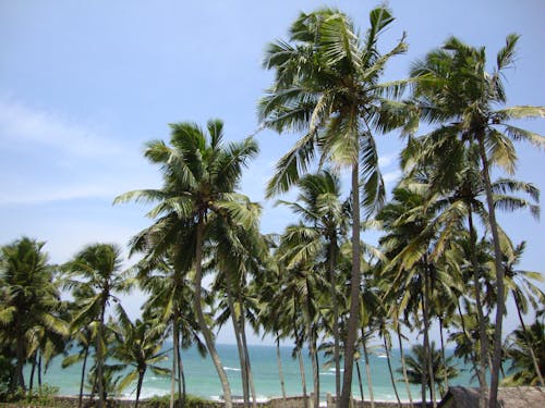 Photos gratuites de ciel bleu, cocotiers, feuilles