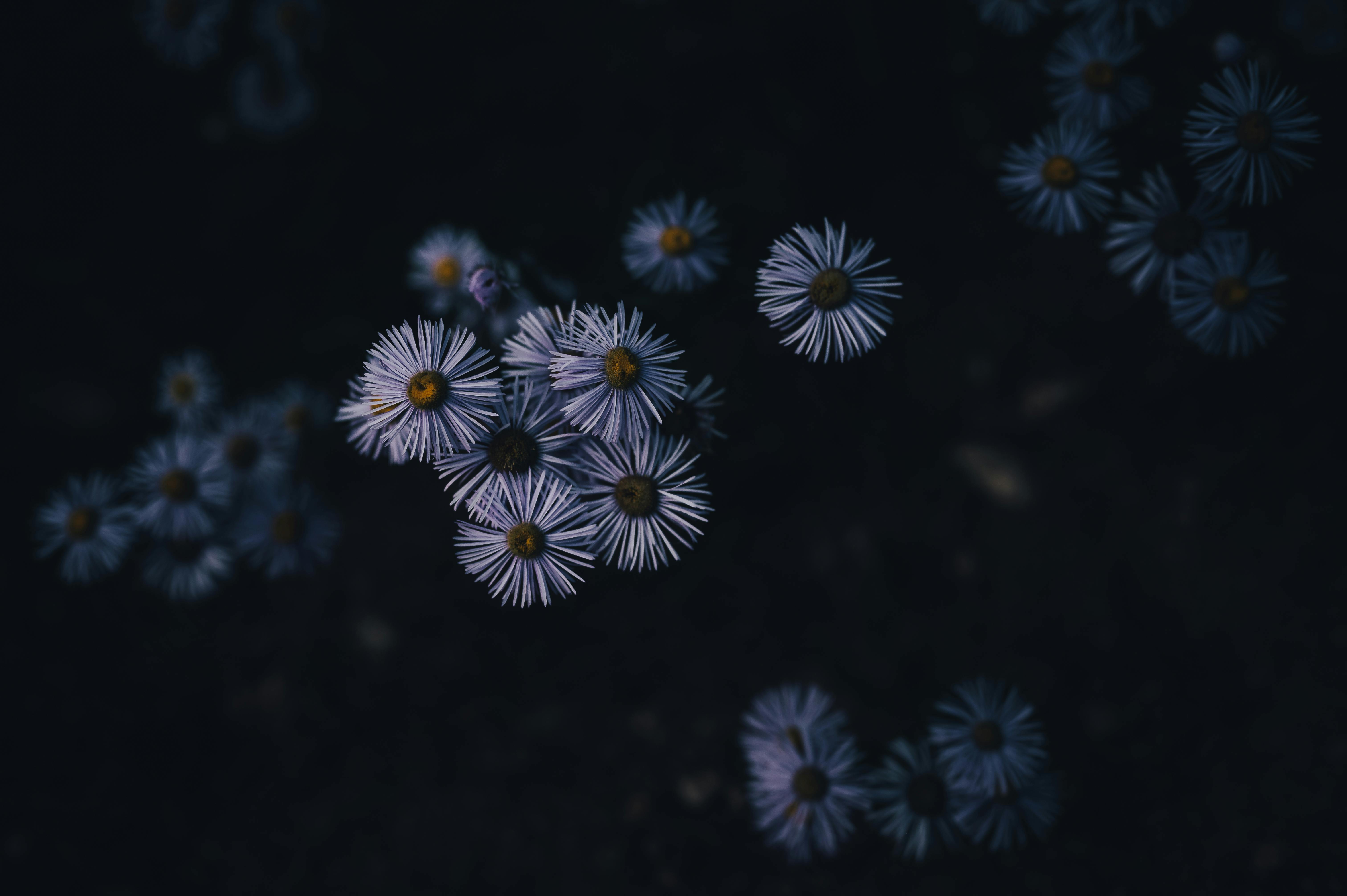 Close-up of Aster Amellus flowers with moody lighting, showcasing nature's elegance and mystery.