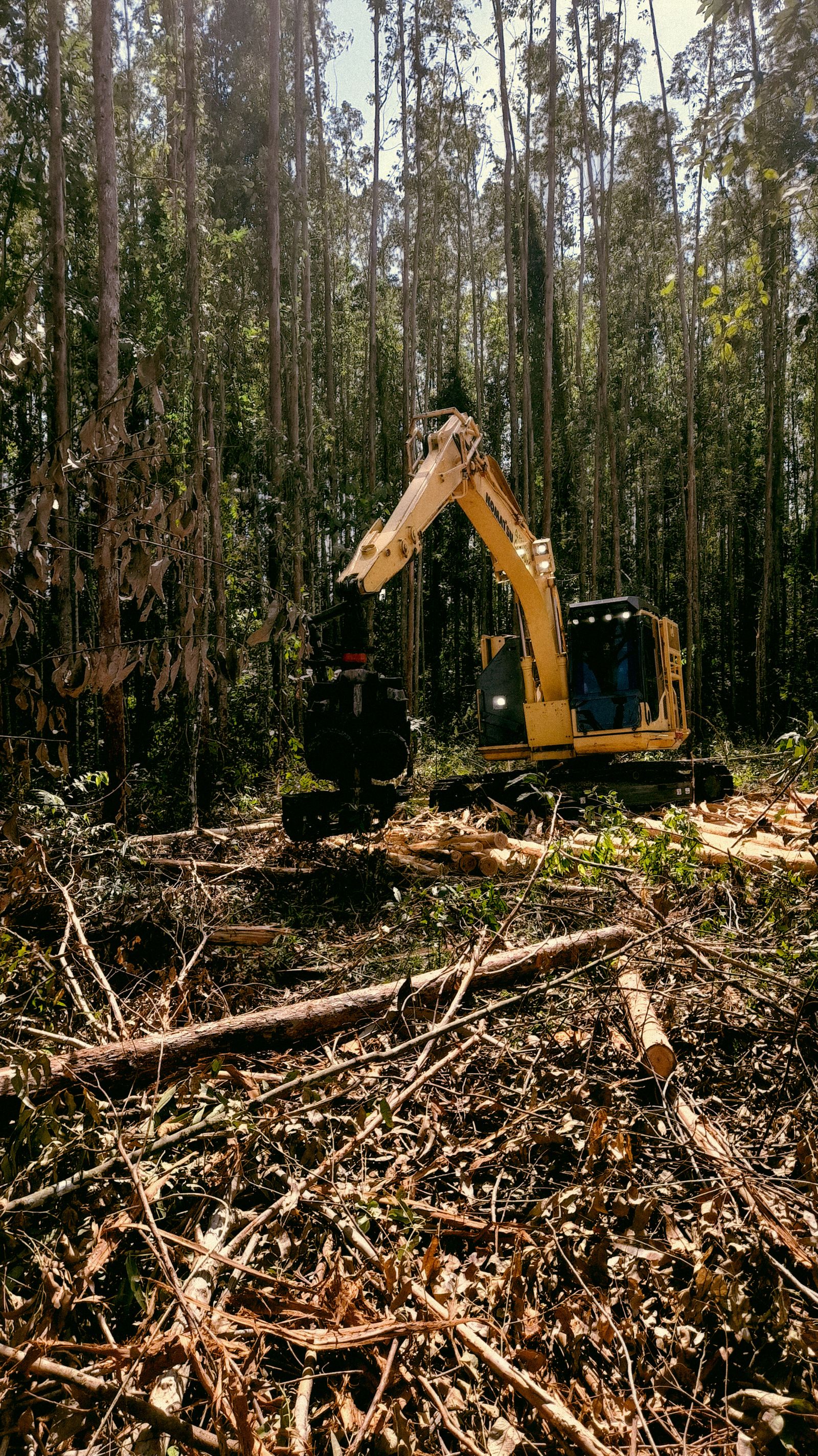 Excavator clearing multiple trees for a land clearing project